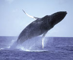 Island Marine - Whale Watch Cruise