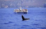 Trilogy - Humpback Whale
