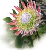 Temptation Tours Crater & Rainforest - Protea Farm