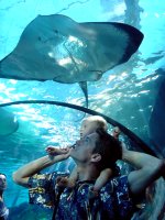 Maui Ocean Center - Open Ocean Exhibit