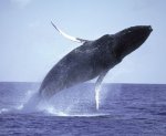 Island Marine - Lahaina Princess Whale Watch