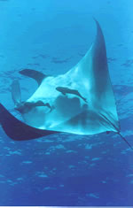 Manta Ray