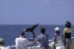 Island Marine - Whale Watch and Royal Lahaina Luau Combo