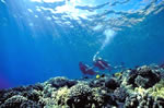 Scuba Diving Maui