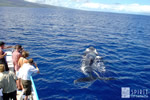 Maui Whale Watching