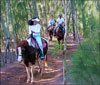 Maui Horseback Riding - Ironwood Ranch