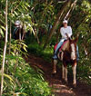 Maui Horseback Riding - Ironwood Ranch