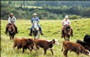 Maui Horseback Riding