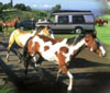Maui Horseback Riding